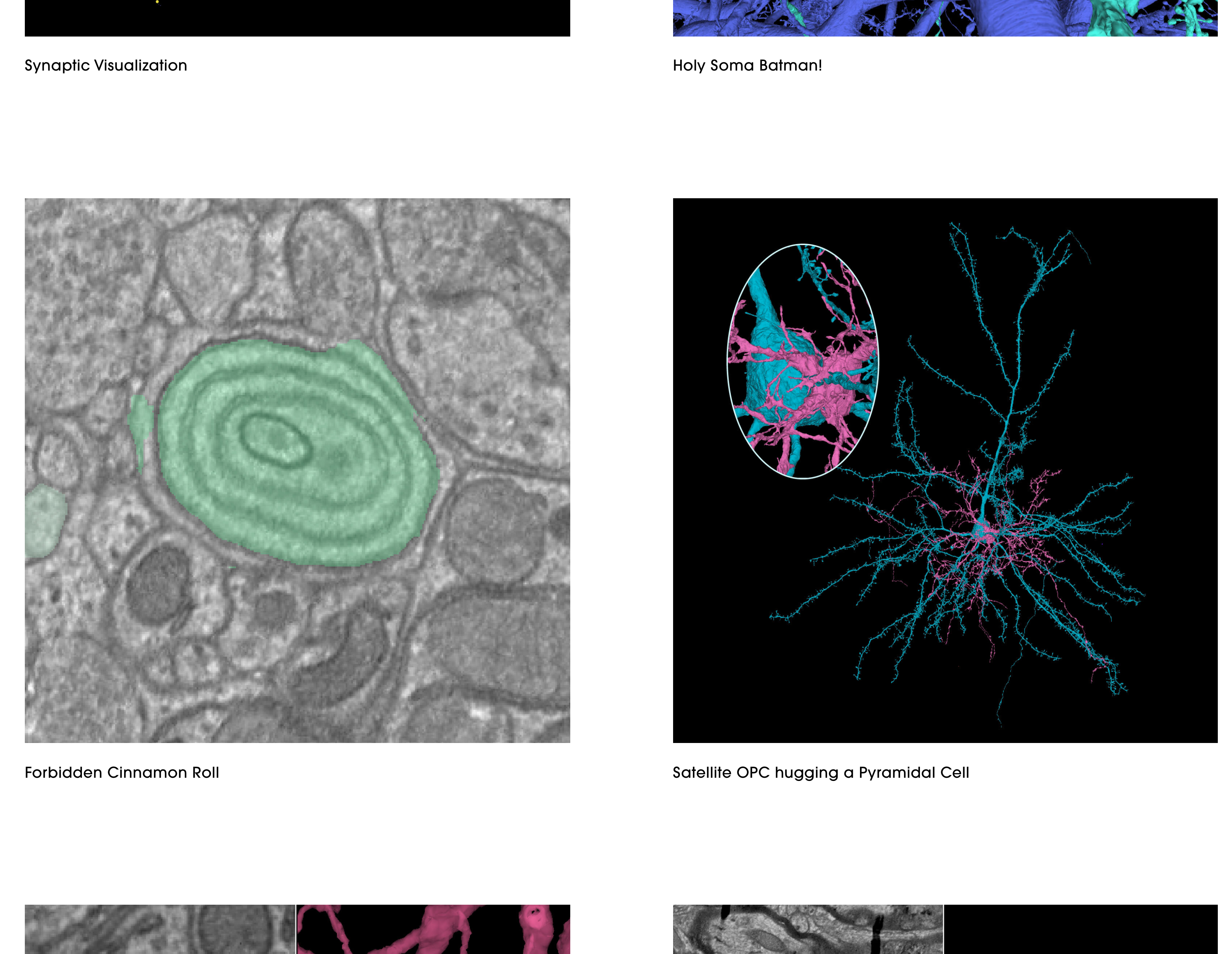 MICrONS Explorer: A virtual observatory of the cortex - The BRAIN